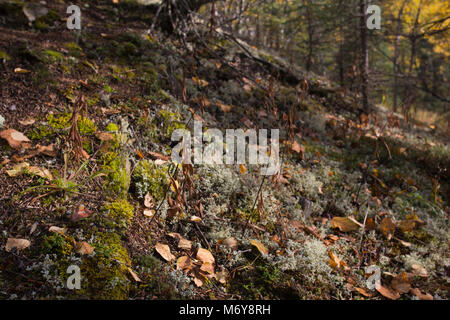 Flora sur le Tanalian Falls trail en automne . Brown, la litière de mousse vert vif et de lichen vert pâle recouvrent le sol forestier de l'Tanalian Falls trail en automne. Banque D'Images