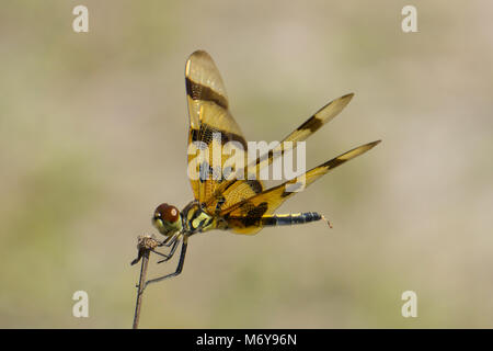 Fanion Halloween dragonfly (Celithemis eponina) au Hawk's Bluff Trail dans les savanes Préserver State Park, Jensen Beach, Martin County, Floride, États-Unis Banque D'Images