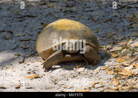 Gopher Tortoise (Gopherus polyphemus) sur le Hawk's Bluff Trail dans les savanes Préserver State Park, Jensen Beach, Martin County, Floride, États-Unis Banque D'Images