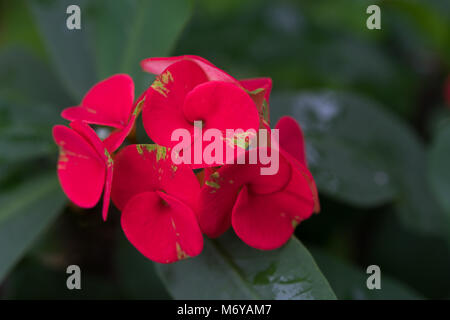 La couronne d'épines, le Christ Thorn.Desert Rose (Desert Rose). Banque D'Images