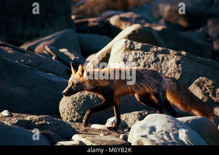 Le renard roux (Vulpes vulpes) . Le renard roux peut avoir de nombreuses phases de couleur rouge, y compris les croix, d'argent et noir. Cette fox trot, photographié à travers les rochers à Chinitna Bay, dispose d'un manteau qui est mélangé avec de l'argent, rouge et noir. Banque D'Images