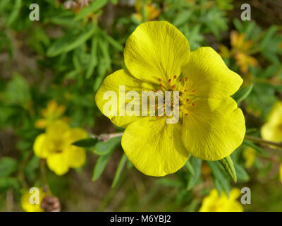 Potentille (Potentilla frutcosa) . Les petites fleurs jaunes de potentille Banque D'Images