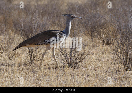 Outarde Kori (Ardeotis kori), à la recherche de proies dans l'herbe sèche, Kgalagadi Transfrontier Park, Northern Cape, Afrique du Sud, l'Afrique Banque D'Images