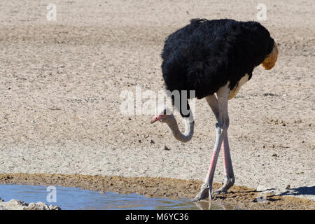 Autruche d'Afrique du Sud (Struthio camelus australis), mâle adulte de boire à un point d'eau, Kgalagadi Transfrontier Park, Northern Cape, Afrique du Sud Banque D'Images