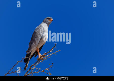 Chant pâle autour des palombes (Mielerax canorus), assis sur le haut d'un arbre, à la recherche de proies, Kgalagadi Transfrontier Park, Northern Cape, Afrique du Sud Banque D'Images