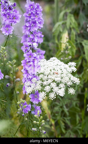 L'Ammi majus consolida et fleurs. Banque D'Images