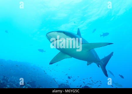 Carcharhinus galapagensis requins Galápagos, l'île Cocos,,Costa Rica,Océan Pacifique Banque D'Images