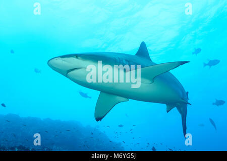 Carcharhinus galapagensis requins Galápagos, l'île Cocos,,Costa Rica,Océan Pacifique Banque D'Images