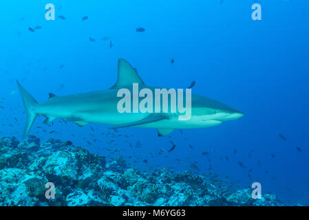 Carcharhinus galapagensis requins Galápagos, l'île Cocos,,Costa Rica,Océan Pacifique Banque D'Images