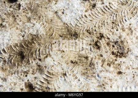 Des traces de pneus de voiture en diagonale sur une neige sale. Close up Vue de dessus Banque D'Images