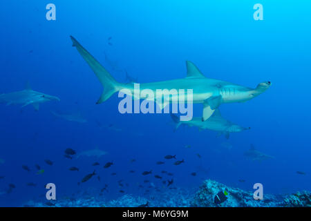 Requin-marteau halicorne Sphyrna lewini,école,l'île Cocos,requins,Costa Rica,Océan Pacifique Banque D'Images