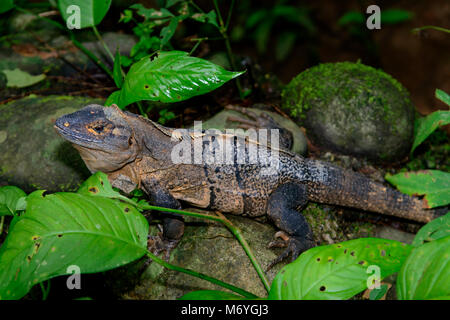 Black Iguana, Ctenosaura Similis, Costa Rica, Parc National De Carara Banque D'Images