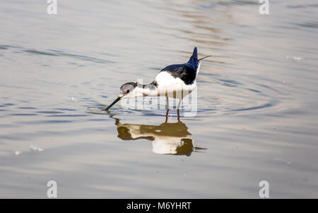 Cavaliere d'Italia bird Banque D'Images