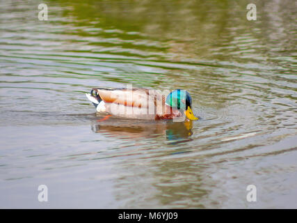 Canard colvert mâle dans l'eau Banque D'Images