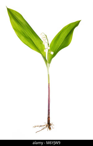 Une image de style botanique lily d'un seul plant de muguet sur un fond blanc. Banque D'Images