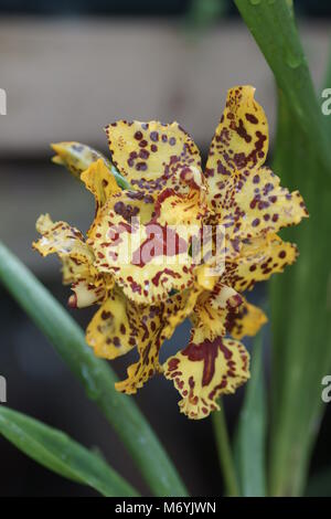 Les fleurs de l'orchidée hybride Odontocidium 'Hansueli Isler' Banque D'Images