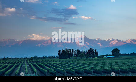 Les Andes des vignobles de la vallée de Uco nr Tupungato, Province de Mendoza, Argentine Banque D'Images