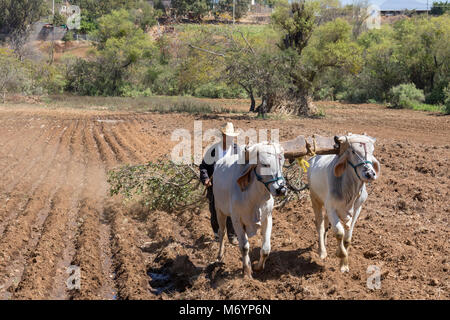 Carrizal, Oaxaca, Mexique - Un agriculteur bovins lecteurs tirant un grand arbre de direction par l'entremise de son domaine dans l'ouest de la vallée de l'Etla Oaxaca rural. Banque D'Images