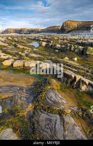 Rock formations sur la côte jurassique du Canal de Bristol à Kilve Beach, Somerset, Angleterre. Banque D'Images