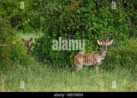 Grand Koudou - Tragelaphus strepsiceros, grande antilope rayée à partir de la savane africaine, de Taita, au Kenya. Banque D'Images