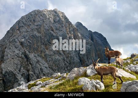 Une famille de chèvres de montagne en Slovénie. Là-haut, dans le parc national du Triglav. Banque D'Images