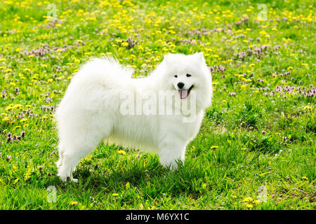 Un jeune chien blanc samoyède sur un champ vert en été Banque D'Images
