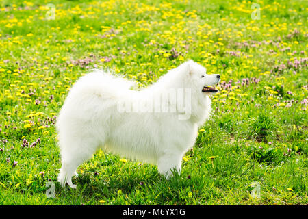 Un chien de couleur blanche de la même couleur est debout dans le profil sur un pré vert gass Banque D'Images