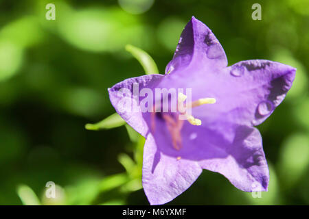 Campanula violet avec goutte d'eau et blured fond vert. Banque D'Images