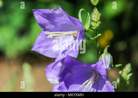 Deux Campanula violet avec blured fond vert. Banque D'Images