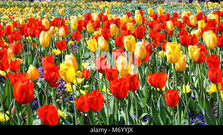Tulipes dans le parc au printemps à Dallas, au Texas. Banque D'Images