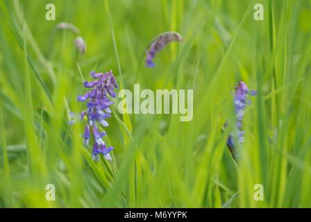 La vesce violet fleurs en croissance dans l'herbe verte dans un pré au printemps Banque D'Images