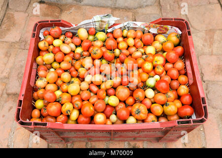 Caisse en plastique rempli de tomates miniatures à un marché en plein air au Népal. Banque D'Images