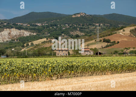 Paysage rural à l'été à val Teverina près de Alviano (Terni, Ombrie, Italie). Banque D'Images