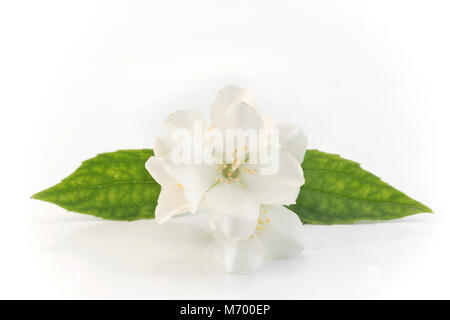 Jasmine sur un fond blanc. Banque D'Images
