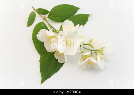 Jasmine sur un fond blanc. Banque D'Images