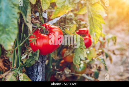 Les tomates rouges et vertes poussent sur les rameaux de l'été. De plus en plus mûrs tomates naturelles sur une branche dans une serre. Le jardin mûr prêt pour la cueillette des tomates biologiques Banque D'Images