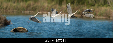Le Héron cendré (Ardea cinerea) est un prédateur à longues pattes oiseau échassier de la famille des hérons, Ardeidae. Un oiseau des zones humides, il peut être vu autour de la Banque D'Images