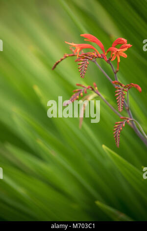 Crocosmia dans notre jardin, Milborne Port, Somerset, England, UK Banque D'Images