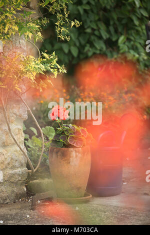 Des pots dans un jardin, Milborne Port, Somerset, England, UK Banque D'Images