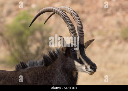 Hippotrague parc national Kruger en Afrique du Sud Banque D'Images