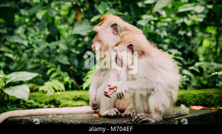 Mère et enfant macaque à longue queue avec les jeunes sur le fourrage. Macaca fascicularis, dans la forêt des singes sacrés, Ubud, Indonésie Banque D'Images