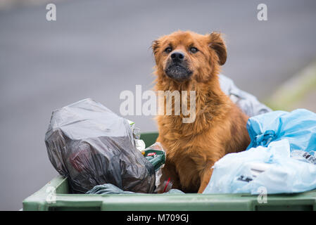 Un chien errant se trouve dans une poubelle restes manger à Madère, Portugal Banque D'Images