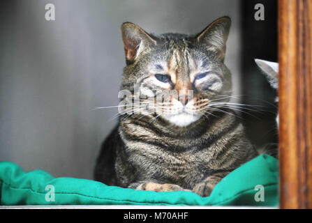 Triste gris gris cat sitting on windowsill Banque D'Images