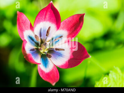 Un plan macro sur une variété de tulipe rouge appelé petite beauté. Banque D'Images