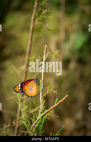 Plain tiger butterfly Banque D'Images
