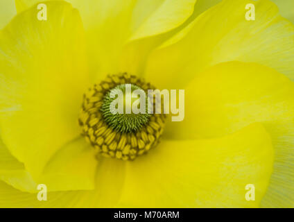 Un plan macro sur une fleur de renoncule jaune persan. Banque D'Images