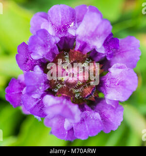 Un coup d'une politique commune de selfheal bloom croissant dans une pelouse. Banque D'Images