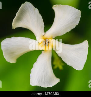Un plan macro sur une fleur de Jasmin star bush. Banque D'Images