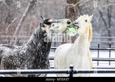 Chevaux Percheron McFeeters ludique au cheval lourd Centre, Winnipeg, Manitoba, Canada. Banque D'Images
