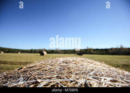 Close-up d'une balle de foin dans un champ avec un ciel bleu. Banque D'Images